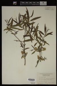 Salix nigra image