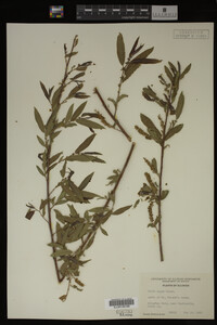 Salix nigra image