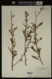 Salix nigra image