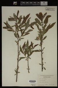 Salix nigra image