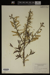 Salix nigra image