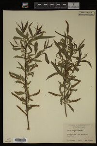 Salix nigra image