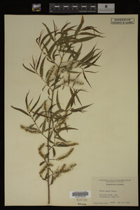 Salix nigra image