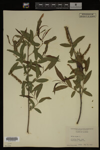 Salix nigra image