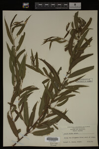 Salix nigra image