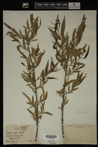 Salix nigra image