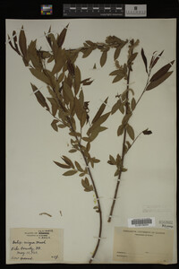 Salix nigra image