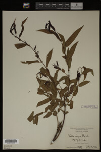 Salix nigra image