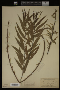 Salix nigra image