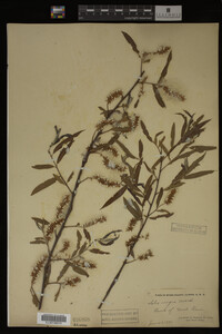 Salix nigra image