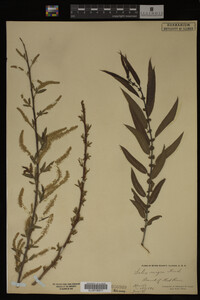 Salix nigra image