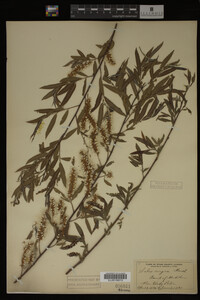 Salix nigra image