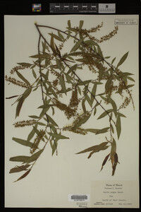 Salix nigra image
