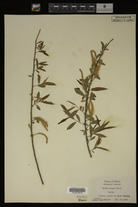 Salix nigra image