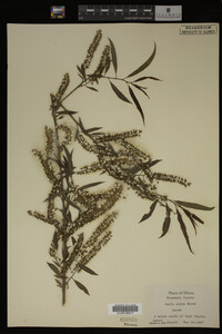 Salix nigra image
