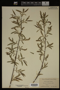 Salix nigra image