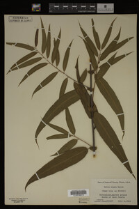 Salix nigra image