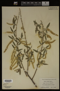 Salix nigra image