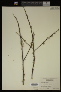 Salix nigra image