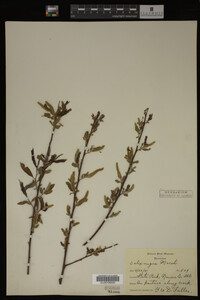 Salix nigra image