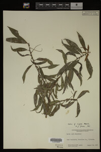 Salix nigra image