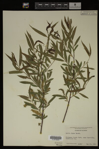 Salix nigra image