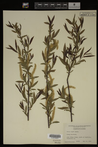 Salix nigra image