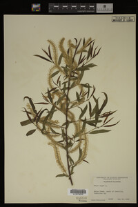 Salix nigra image