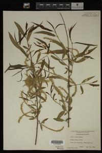 Salix nigra image