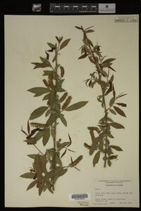 Salix nigra image