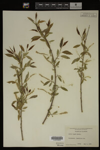 Salix nigra image