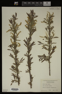 Salix nigra image
