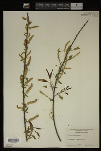 Salix nigra image