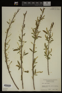 Salix nigra image
