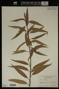 Salix nigra image