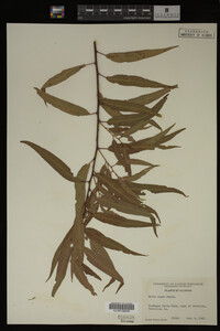 Salix nigra image