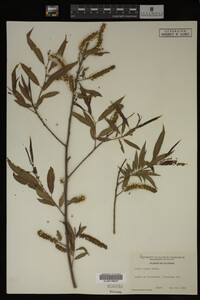Salix nigra image