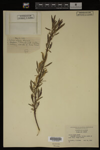 Salix nigra image