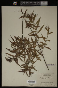 Salix nigra image