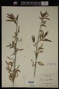 Salix nigra image