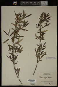Salix nigra image