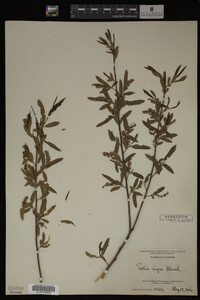 Salix nigra image