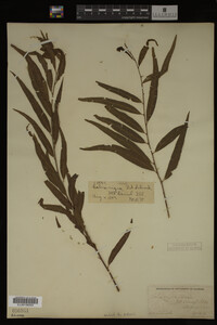 Salix nigra image