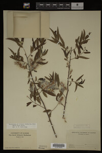 Salix nigra image