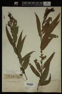 Salix nigra image