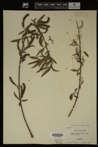 Salix nigra image