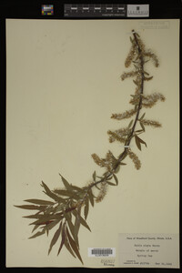 Image Associated With the Occurrence