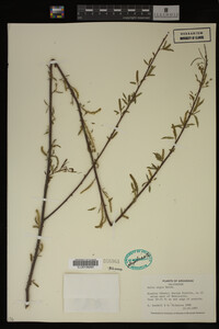 Image Associated With the Occurrence
