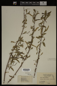 Salix nigra image