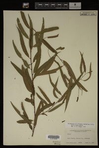 Salix nigra image